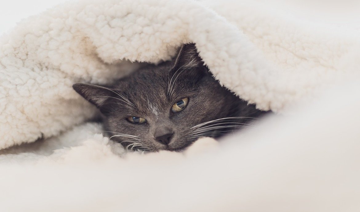 Din kat har fået en forkølelse? Vi viser, hvad der hjælper!